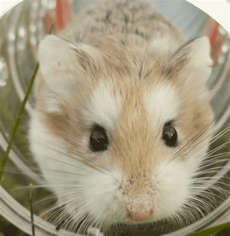 world's oldest hamster